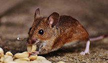 24 Hour & Emergency Exterminators in Birchdale, MN